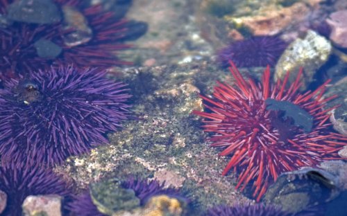Purple and red sea urchins